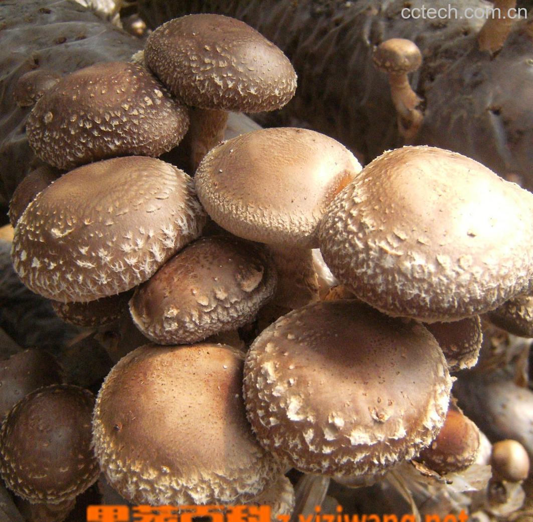 果蔬百科香菇-0