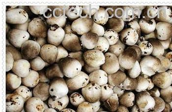 果蔬百科草菇-0