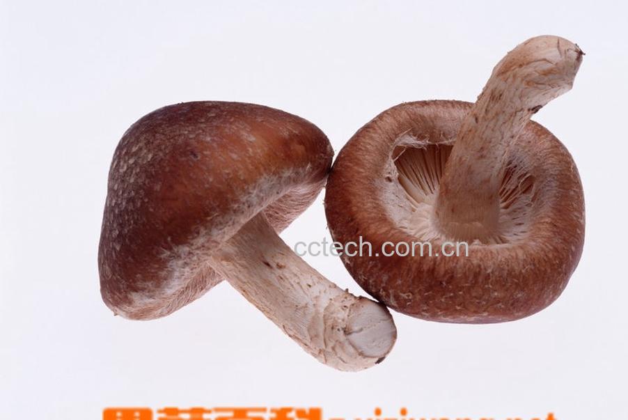 果蔬百科香菇-0