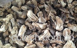 果蔬百科草菇-0