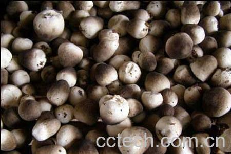 果蔬百科草菇-0