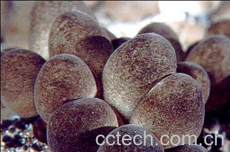 果蔬百科草菇-0