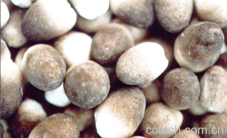 果蔬百科草菇-0