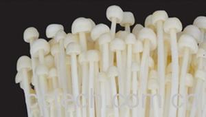 果蔬百科金针菇菌种-0