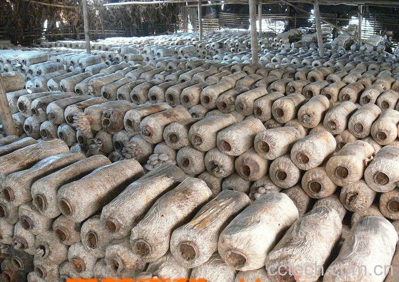 果蔬百科食用菌-0