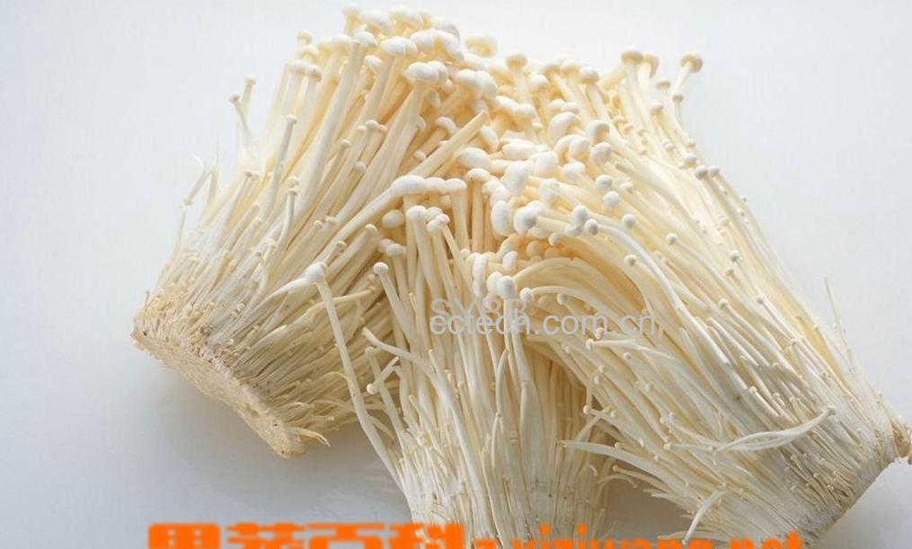 果蔬百科金针菇-0