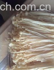 果蔬百科金针菇-0