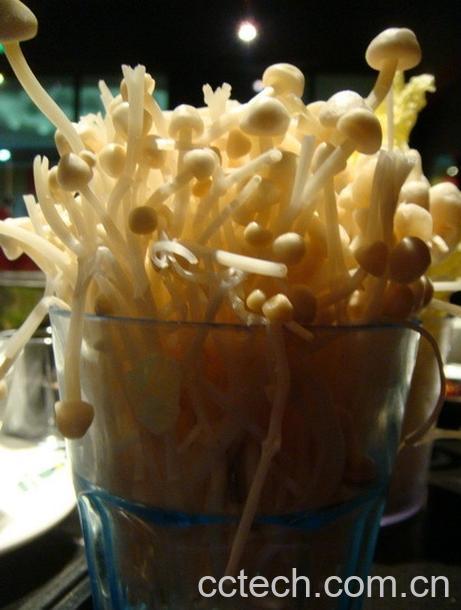 果蔬百科金针菇-0