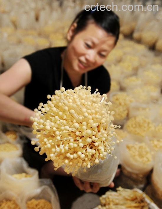 果蔬百科金针菇-0