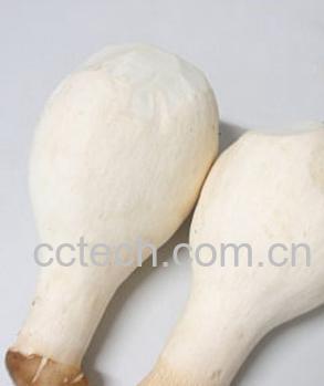 果蔬百科鸡腿菇-0