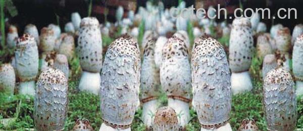 果蔬百科鸡腿菇-0