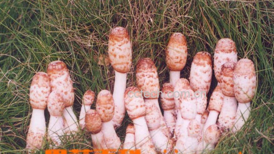 果蔬百科鸡腿菇-0