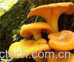 果蔬百科鸡油菌-0