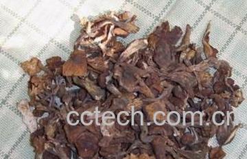 果蔬百科榛蘑-0