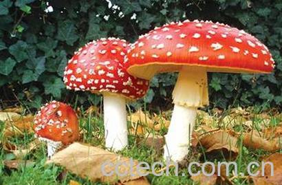 果蔬百科蘑菇-0