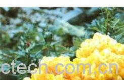 果蔬百科金耳-0