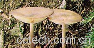 果蔬百科长根菇-0