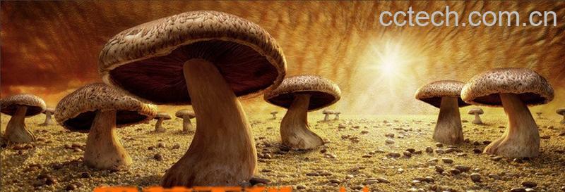 果蔬百科香菇-0