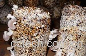 果蔬百科秀珍菇-0