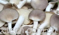 果蔬百科秀珍菇-0