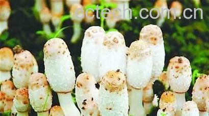 果蔬百科鸡腿菇-0