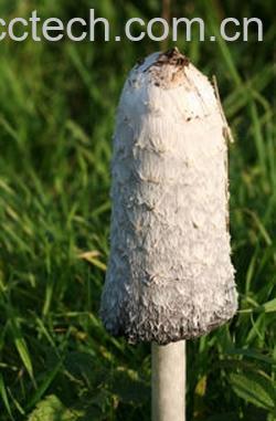 果蔬百科鸡腿菇-0