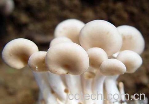 果蔬百科秀珍菇-0