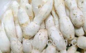 果蔬百科鸡腿菇-0