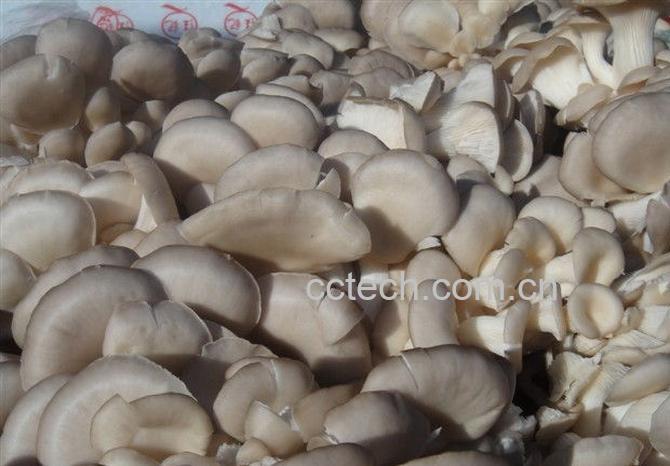 果蔬百科凤尾菇-0