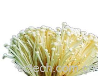 果蔬百科金针菇-0