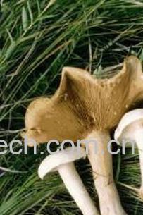 果蔬百科香蘑-0