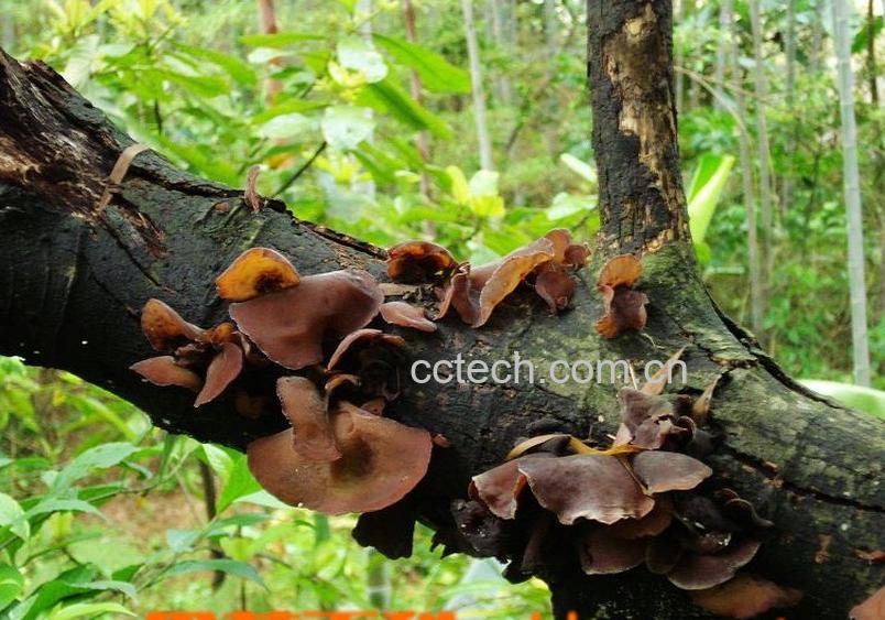 果蔬百科黑木耳-0