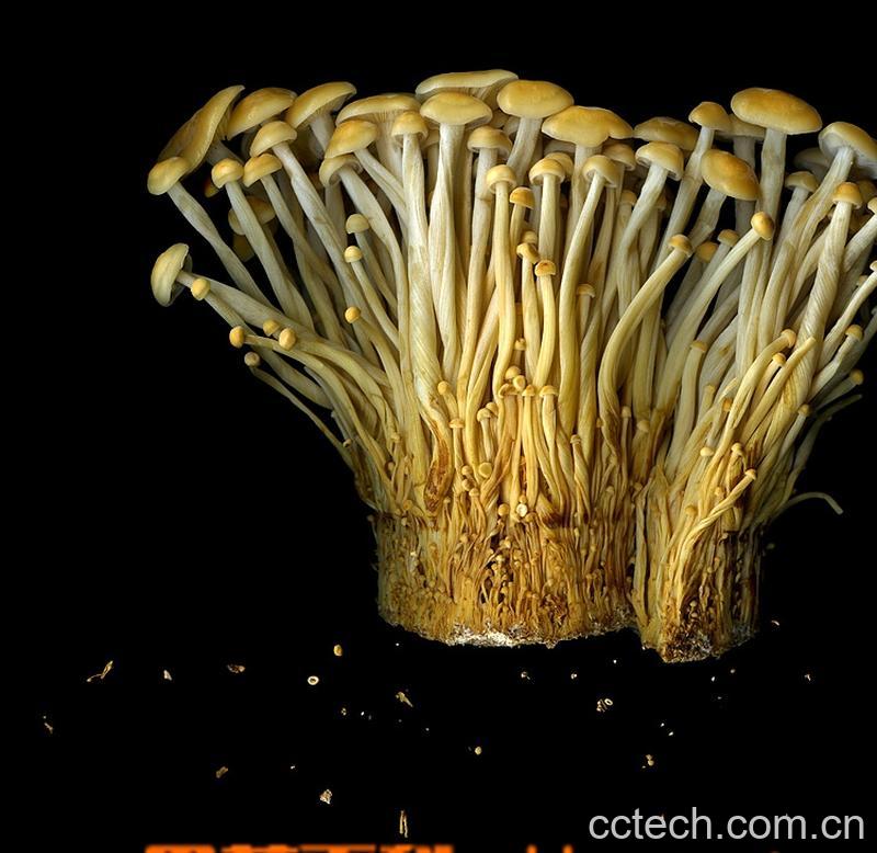 果蔬百科金针菇-0