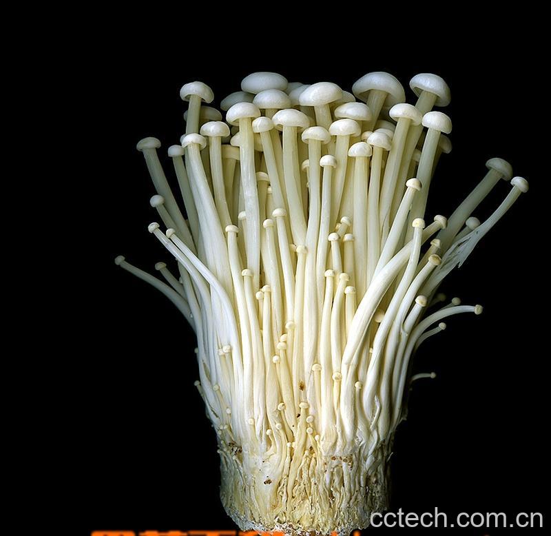 果蔬百科金针菇-0