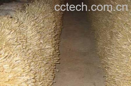 果蔬百科金针菇-0