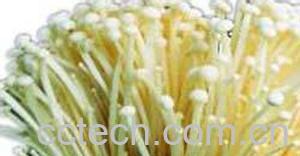 果蔬百科金针菇-0