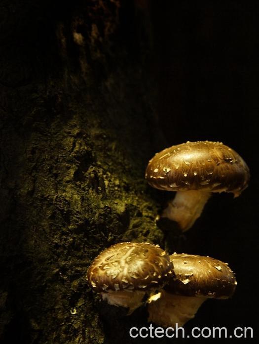 果蔬百科香菇-0