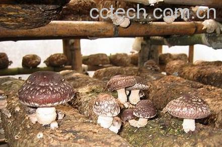 果蔬百科香菇-0