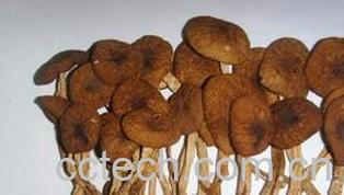 果蔬百科茶树菇-0