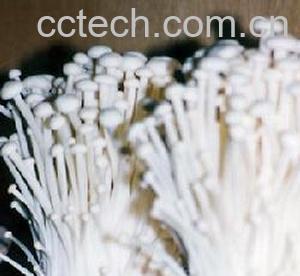 果蔬百科金针菇-0