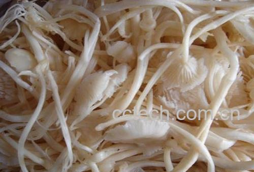 果蔬百科金针菇-0