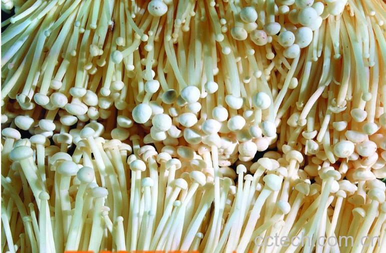 果蔬百科金针菇-0