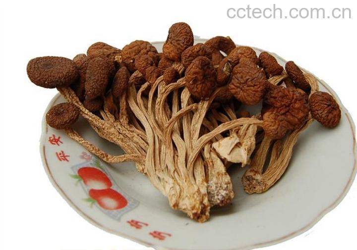 果蔬百科茶树菇-0