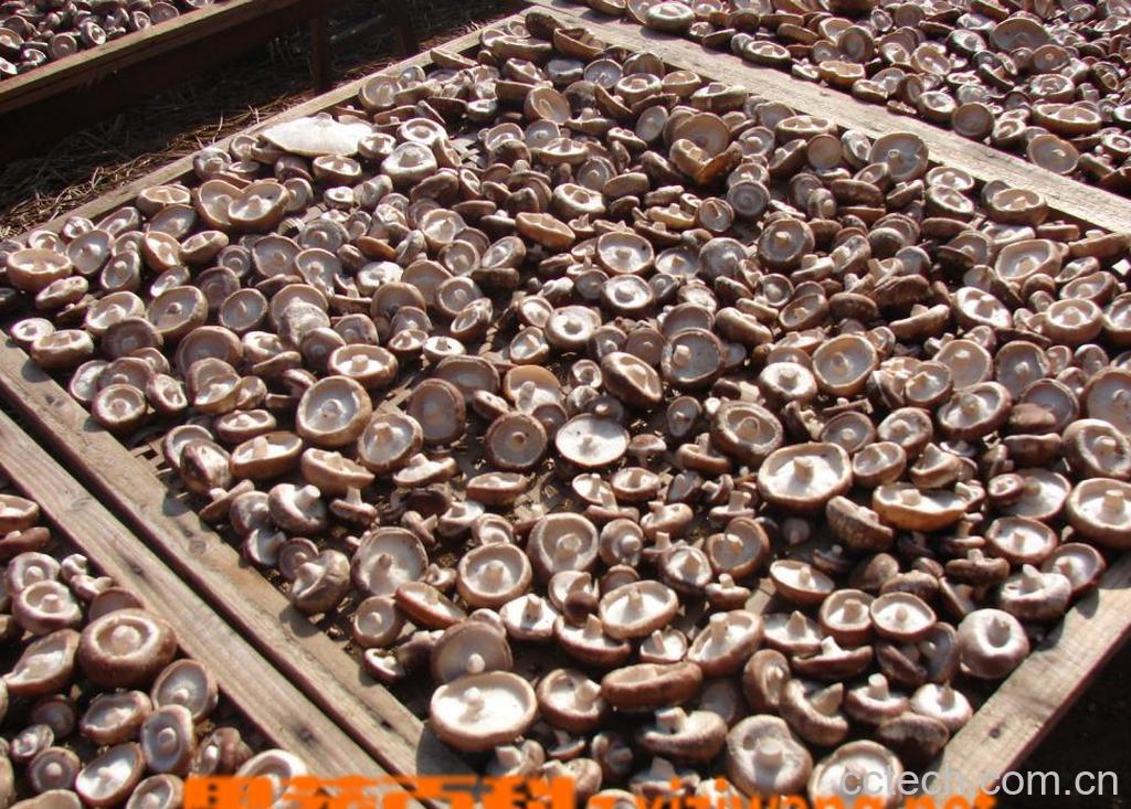 果蔬百科香菇-0