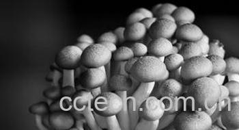 果蔬百科香菇-0