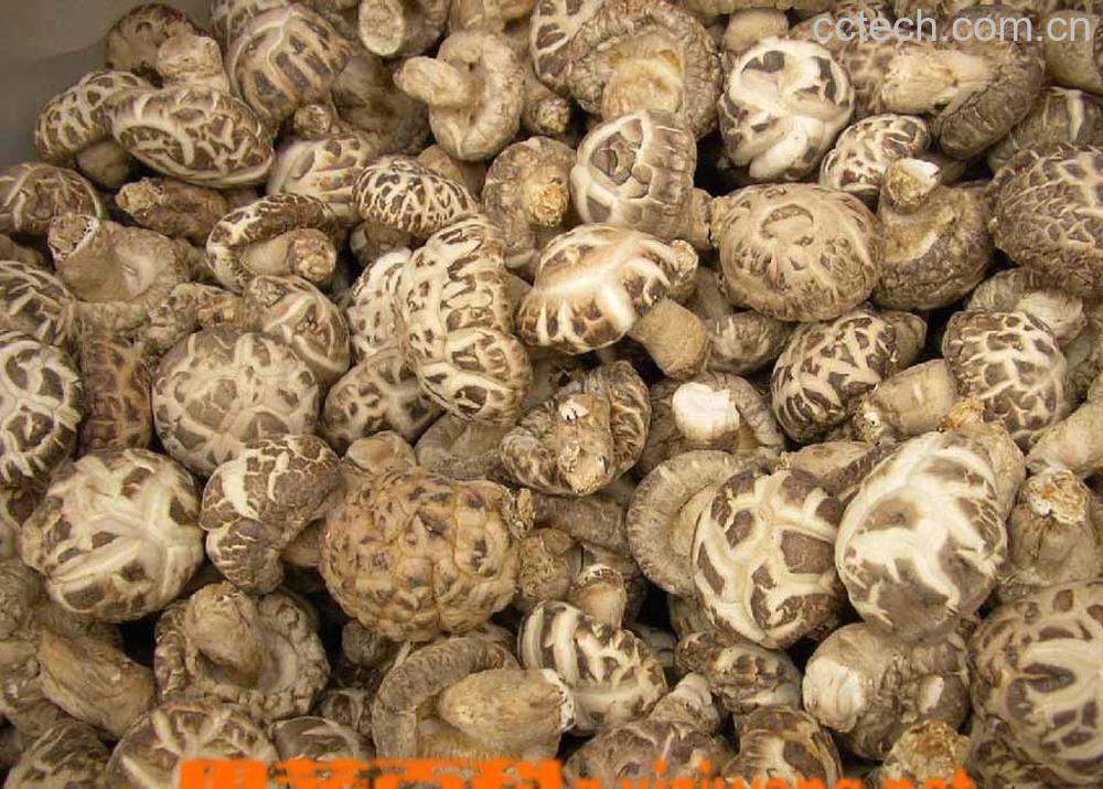 果蔬百科香菇-0