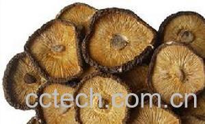 果蔬百科香菇-0