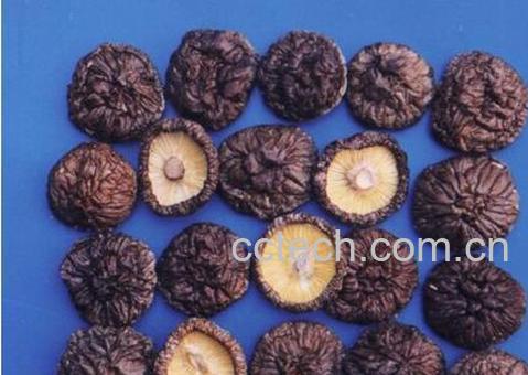 果蔬百科香菇-0