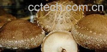 果蔬百科香菇-0