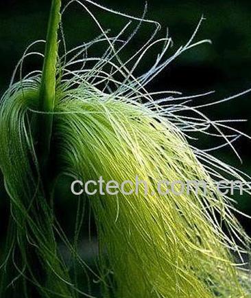 果蔬百科玉米须-0